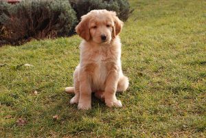 Buying a Golden Retriever Puppy