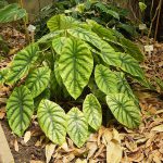 List of poisonous plants for dogs