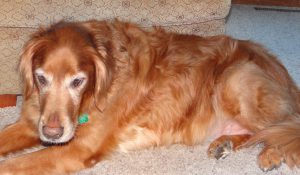 How to help a dog with joint pain