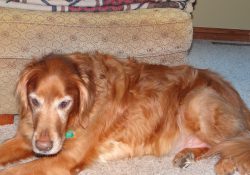 How to help a dog with joint pain