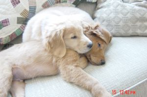 Buying a Golden Retriever Puppy