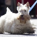 Best dogs for senior citizens