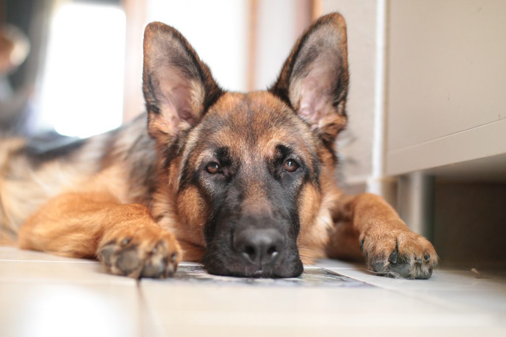 Signs My Dog Is Bored How To Solve Dog Boredom Just For Your Dog