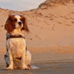 Best dogs for senior citizens