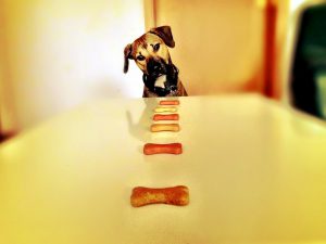 how to make healthy dog treats