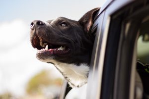Tips for traveling with a dog