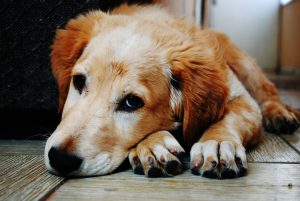 illnesses you can catch from your dog