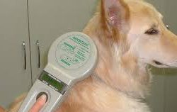 GPS Tracker For Dogs vs Microchip For Dogs