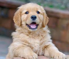 Buying a Golden Retriever Puppy