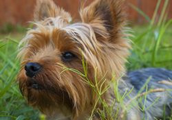List of poisonous plants for dogs