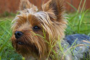 List of poisonous plants for dogs