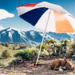 Tips for traveling with a dog