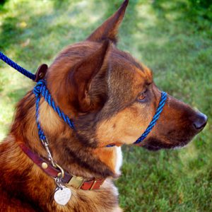 Prong Collars For Dogs