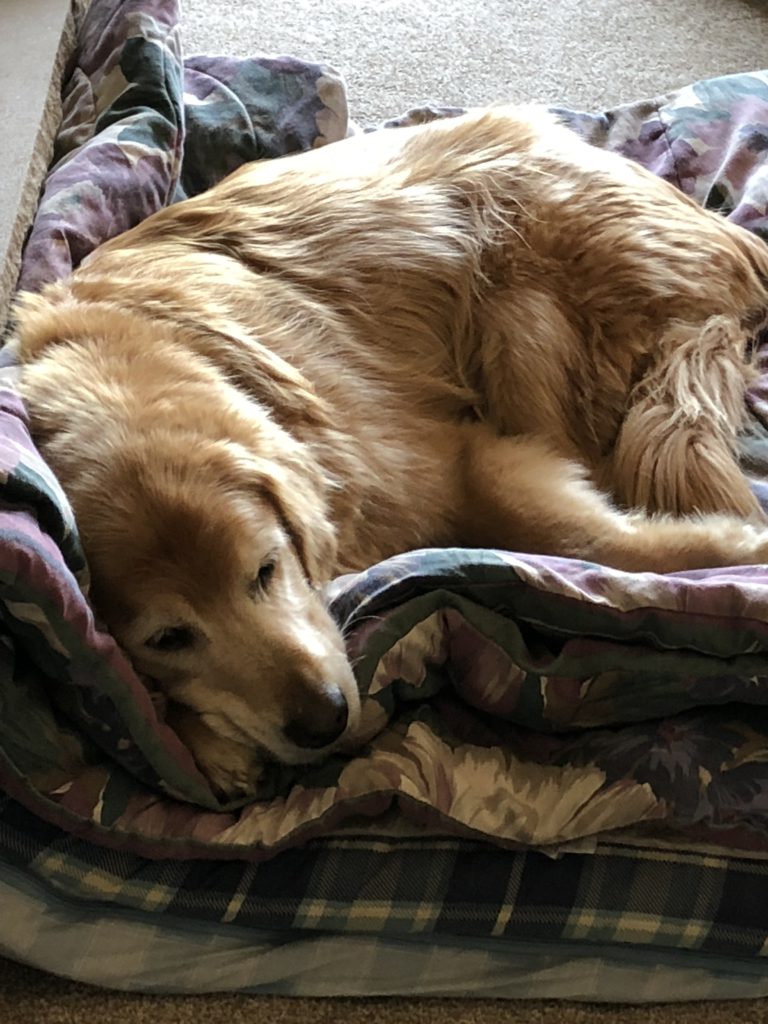 the best dog beds for older dogs