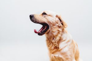 How to clean a dog's teeth