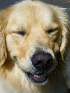 How to clean a dog's teeth