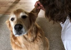 What is dog whisperer training