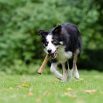 How to clean a dog's teeth