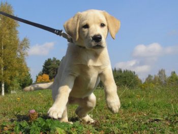 Why Dogs Pull On Leash