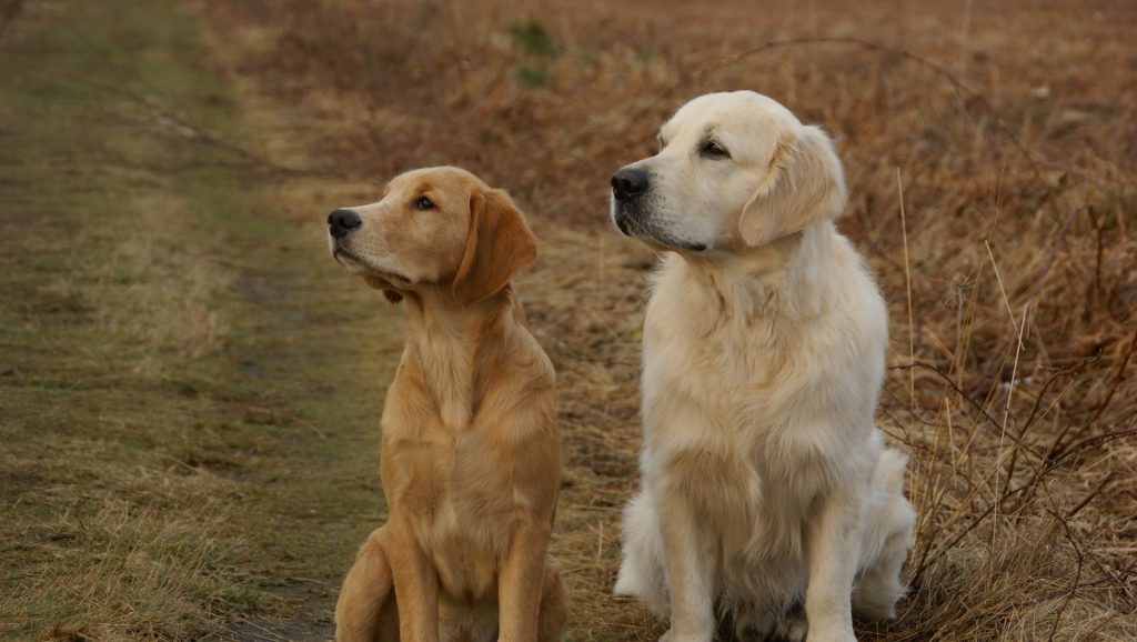 Male Vs Female Golden Retriever Just For Your Dog