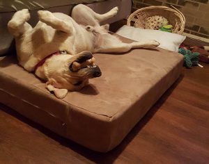 Big Barker Dog Bed Review