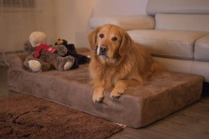 big barker dog bed