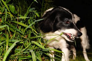 Black and white dog chewing on some grass