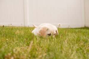 Small tan puppy out in the grass