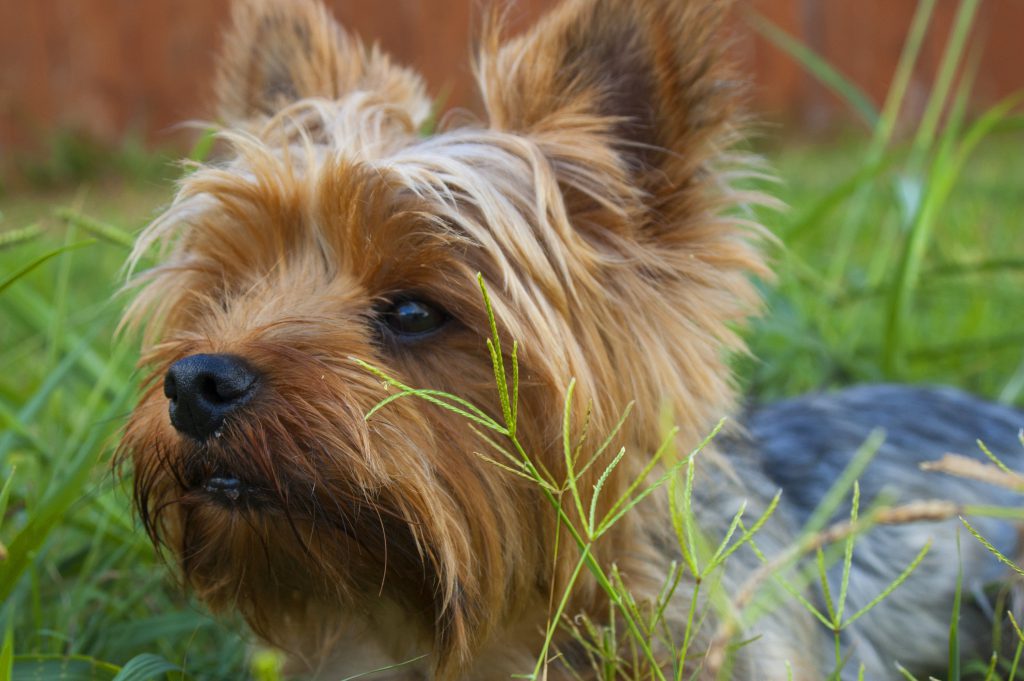 Why Is My Dog Eating Grass Can Dogs Eat Grass Just For Your Dog   Dog Grass1 1024x681 