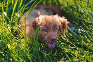 Small brown dog in long grass getting ready to eat some grass