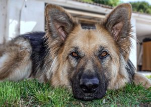 dog memorial gifts