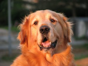 Golden Retriever vs Labrador Retriever