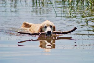 Golden Retriever vs Labrador Retriever