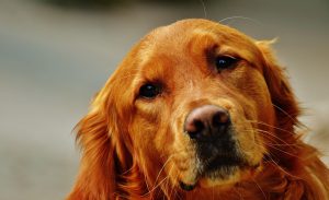 Grieving the loss of a dog