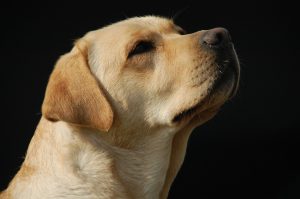 Golden Retriever vs Labrador Retriever