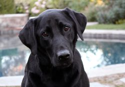 Golden Retriever vs Labrador Retriever