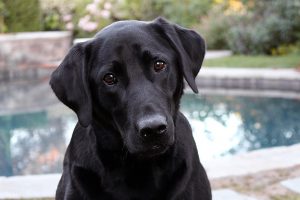 Golden Retriever vs Labrador Retriever