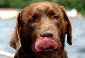 Golden Retriever vs Labrador Retriever