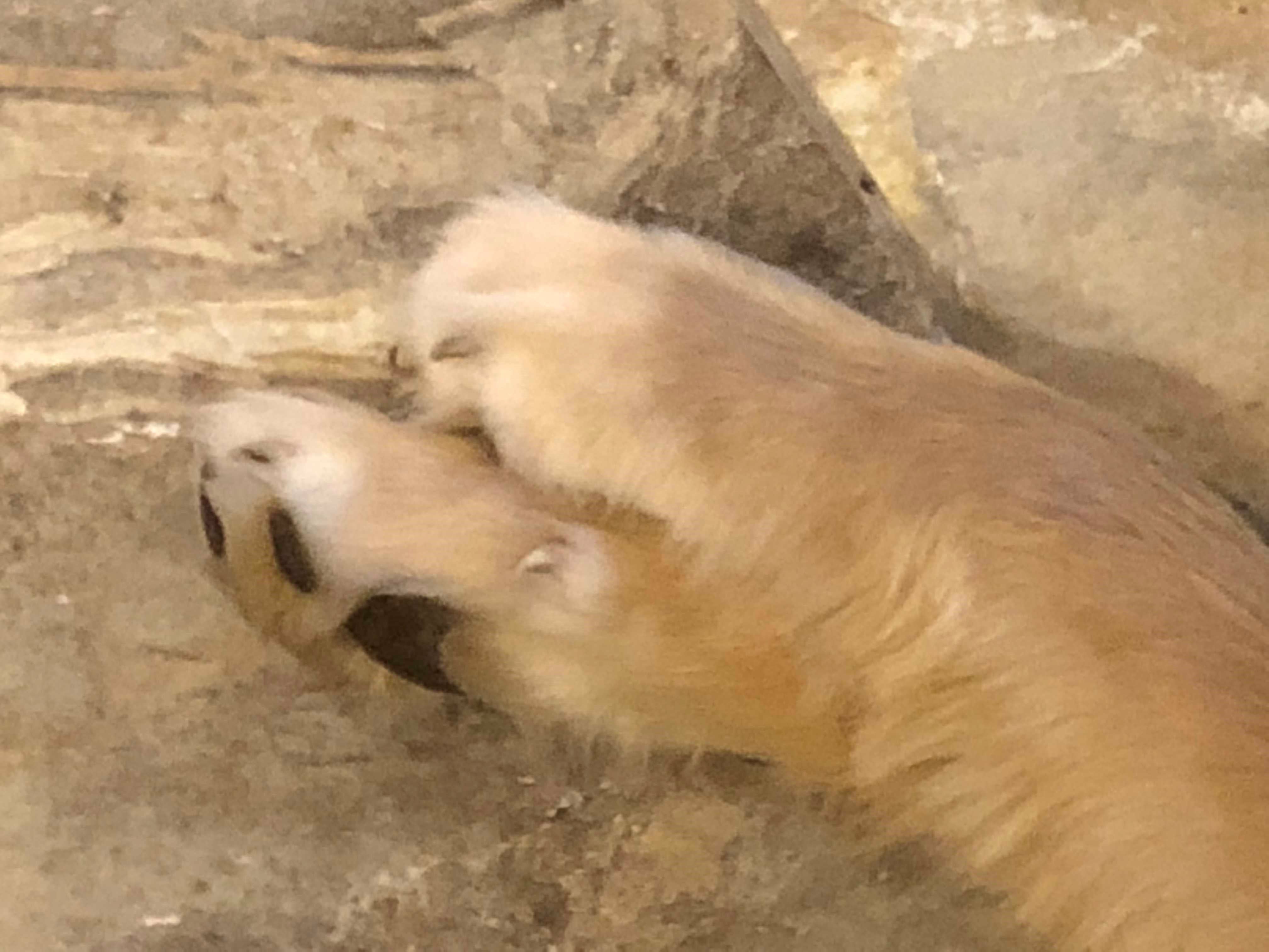 2 dog paws