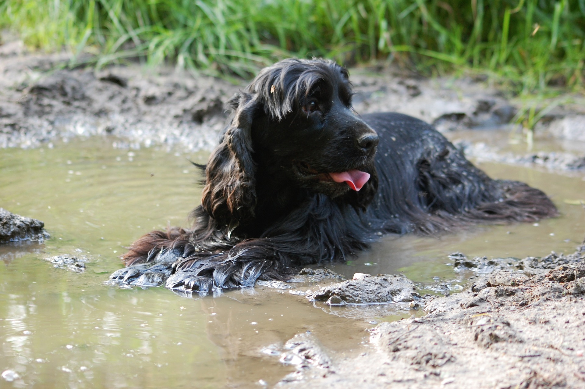 Muddy wet dog