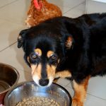 Prevention of dog bloat