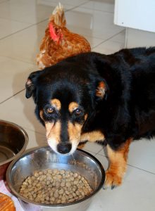 Dogs and food allergies