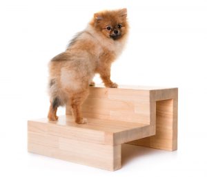 Dog stairs vs ramps