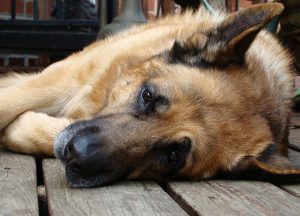 Large Breed Dogs