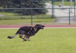 Best Dog Fence