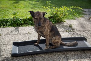 solvit dog ramp