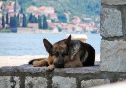 German Shepard laying on a stone wall by the water