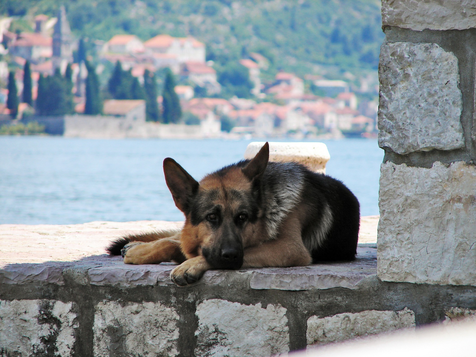 German Shepard laying on a stone wall by the water