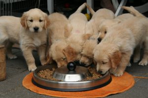 Dogs and food allergies