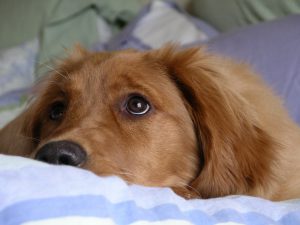 indoor dog crates